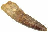 Fossil Spinosaurus Tooth - Real Dinosaur Tooth #322306-1